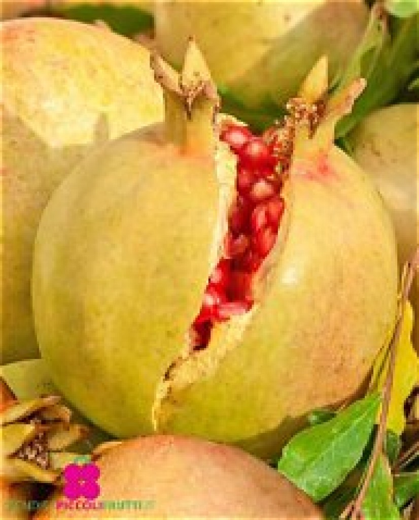 Melograno Dente di cavallo